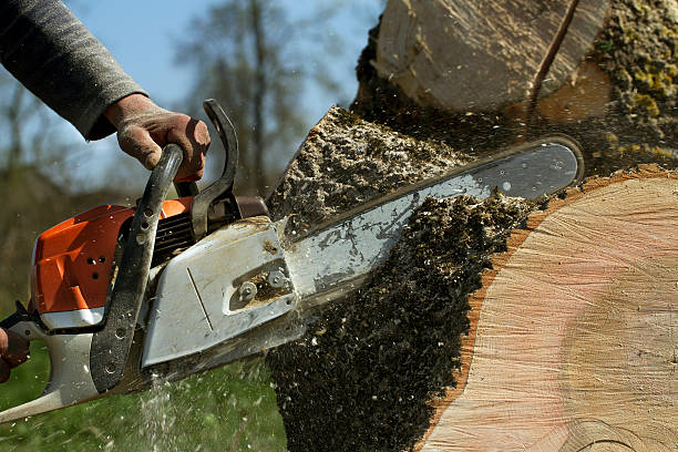 Best Leaf Removal  in Iceville, AL